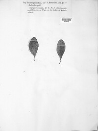 Erysiphe penicillata image